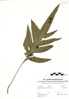 藏品(海岸擬茀蕨)的圖片